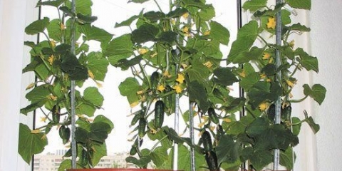 Kako uzgajati krastavce kod kuće